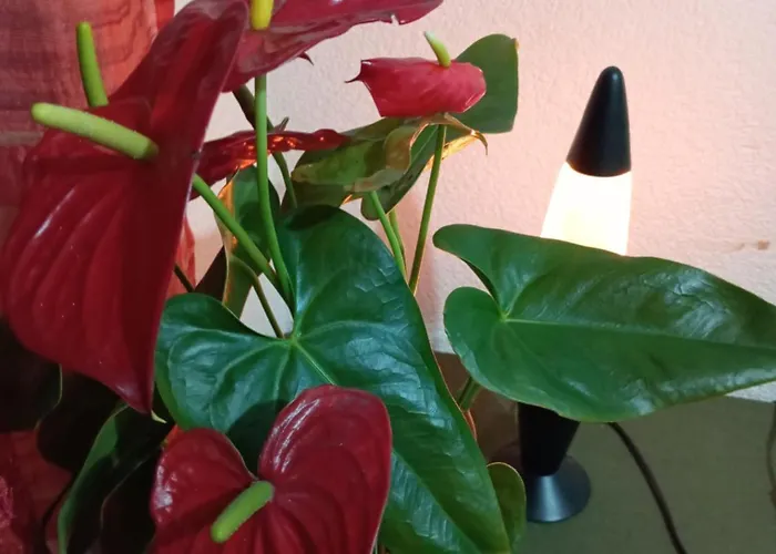 Apartamento Encantador Departamento En Cdmx *